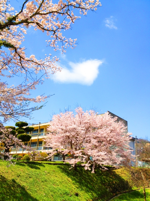 卒業式シーズン校舎と桜のイメージ20180330