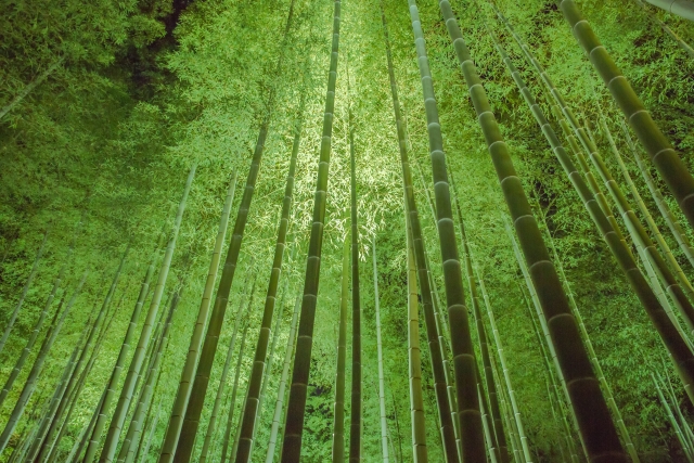 竹の香薫る竹林風景イメージ20180511