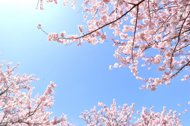 桜の花と青空イメージ20190329