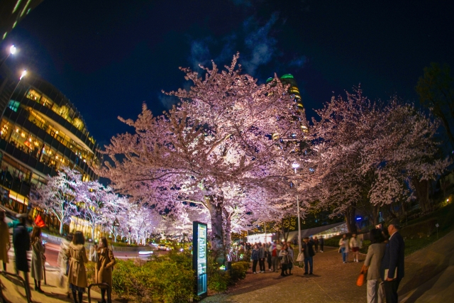 夜桜風景20200327