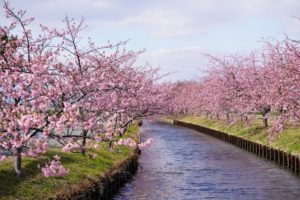 桜と用水路のイメージ20210317