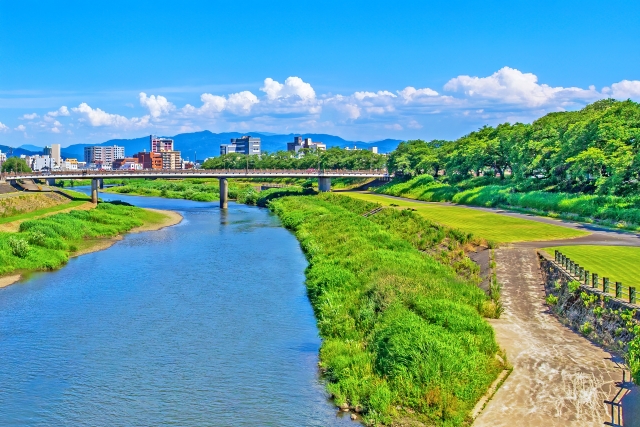 夏の足羽川のサクラ並木20250908