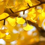 2025年11月10日記事、3週連続で週初に株式資産額過去最高を更新、1億4千800万円まで増えてくる