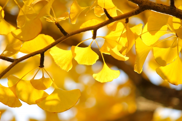 イチョウの葉のイメージ20251110