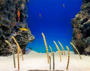 水族館のチンアナゴ20260116