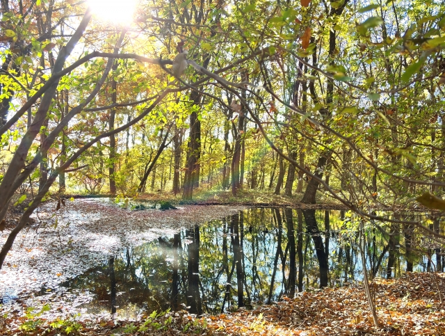 湖面に写った林のイメージ20260219